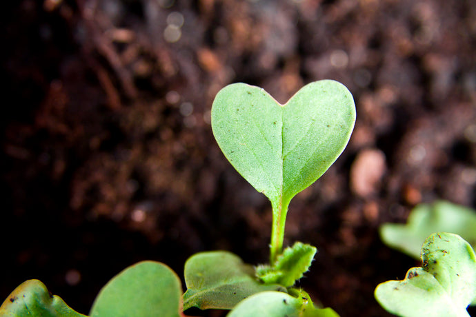 Eco-Friendly Ways to Show Your Love on Valentine's Day